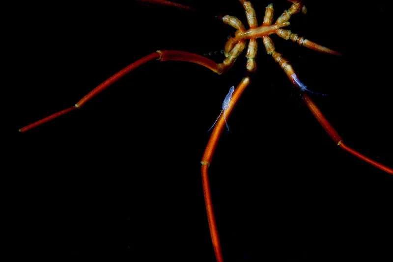 Many Antarctic creatures, like the dinner-plate-sized sea spiders, have evolved to a gigantic size to cope with the extreme environment.