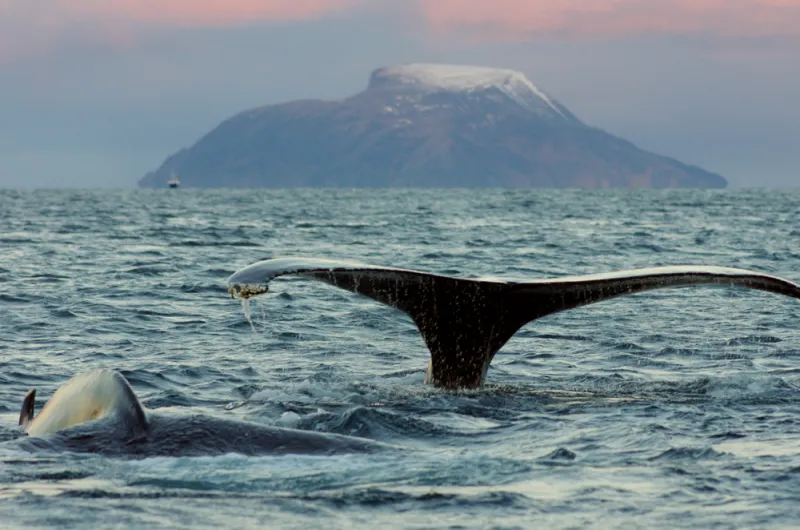 Humpback whales spend their summers feeding in cold, food-filled Arctic and Antarctic waters before swimming to warmer waters for the winter.