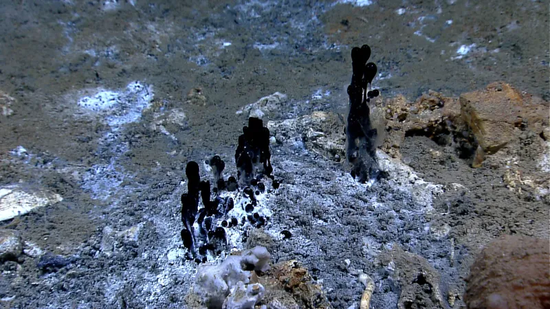 black oozes up from the seafloor