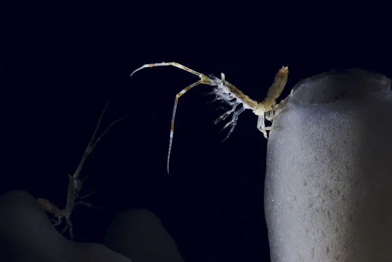 An isopod stands on top of a glass sponge, extending its legs to find zooplankton.