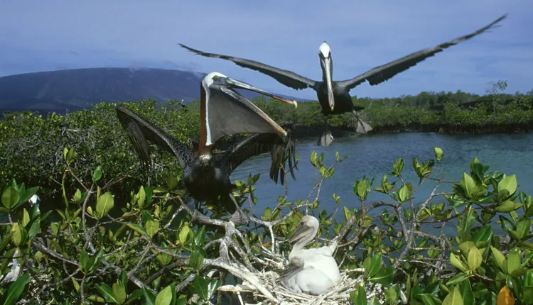 Brown pelicans (Pelecanus occidentalis) nest in a mangrove in Ecuador’s Galapagos Islands.