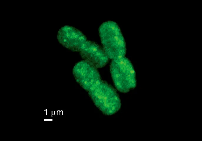 Glowing Synechococcus cells 