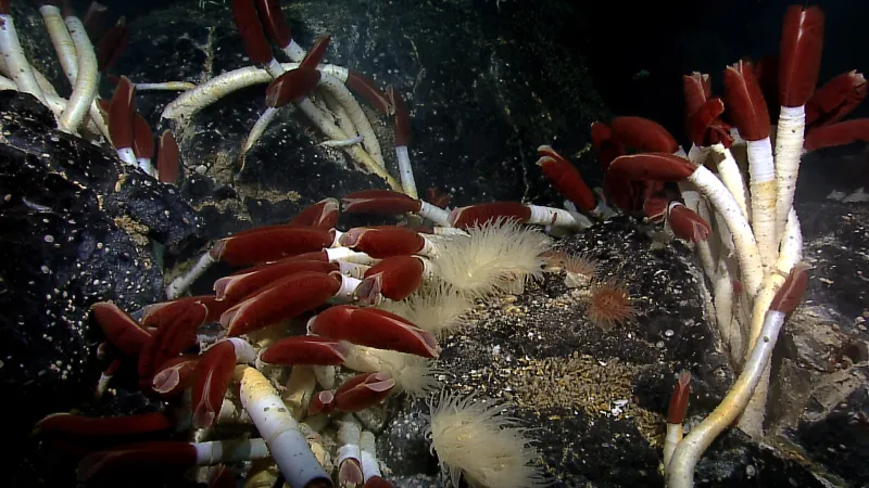 Riftia tube worms