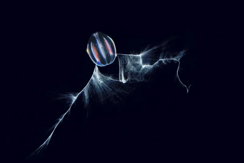 Bright colors seem to jump off of this comb jelly, or ctenophore.