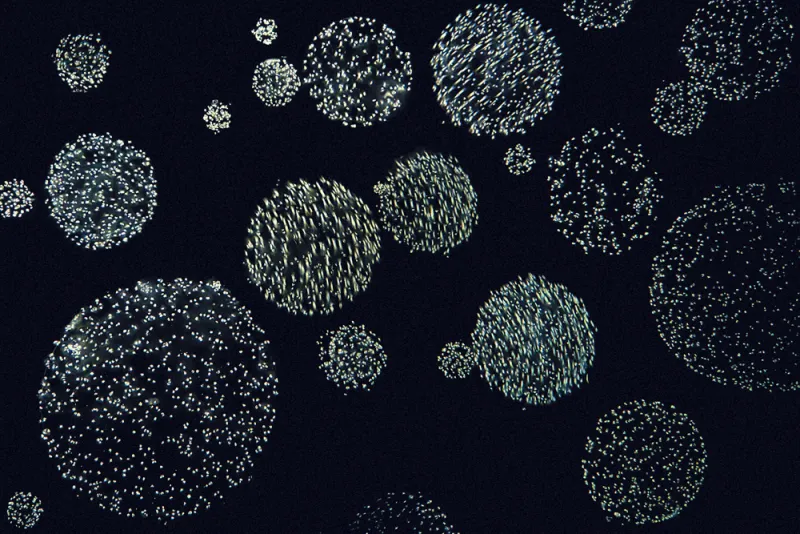 Nutrient influxes can cause phytoplankton blooms in the Antarctic.