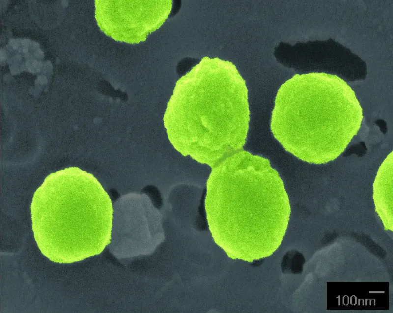 green colored cells of the bacterium prochlorococcus