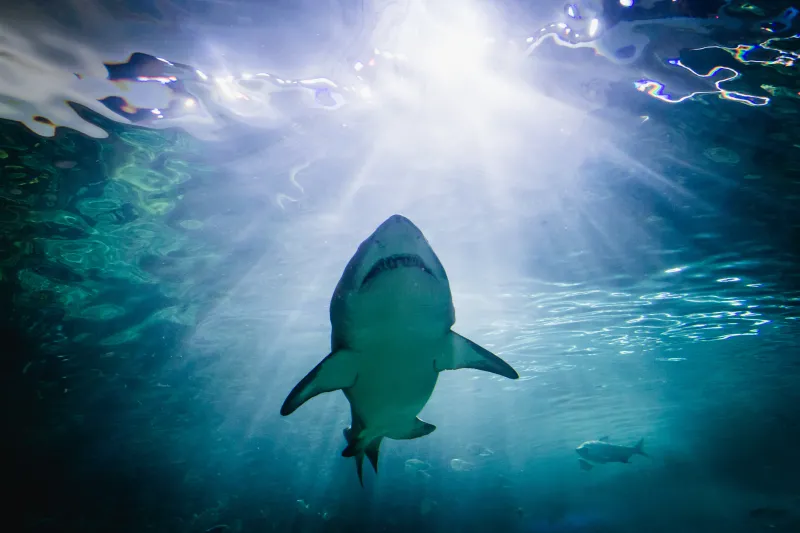 A shark swims above.