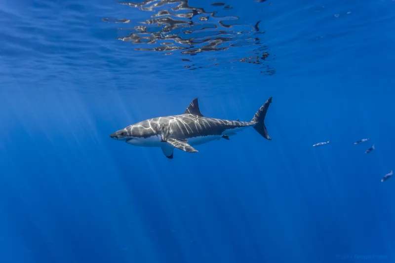 Side view of a great white shark swimming in bright blue water.