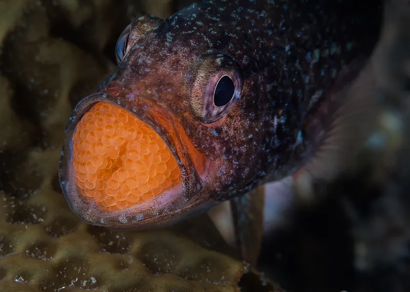 Brooding Cardinalfish A Cardinalfish with eggs