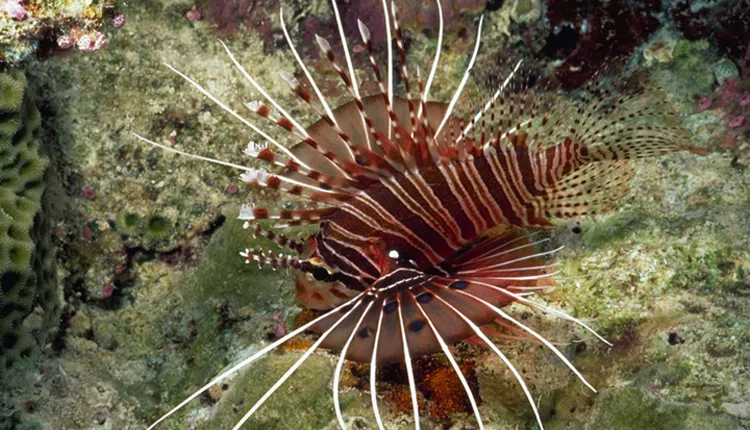 Spotfin lionfish in Caribbean waters Spotfin lionfish in Caribbean waters