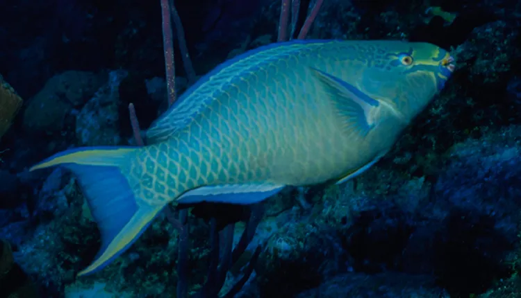 This queen parrotfish scrapes algae from Caribbean reefs with its parrot-like beak.