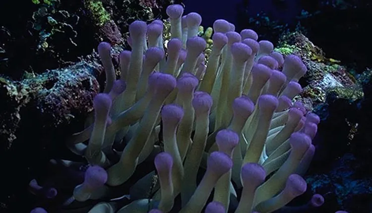 This Caribbean sea anemone brightens a variety of Caribbean reef habitats.