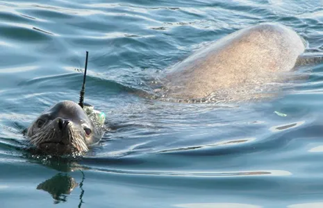 Sea lion with data collector on back.