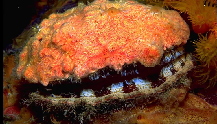 Portrait of a scallop with black and white striped lips, whose shell is encrusted with a red sponge.