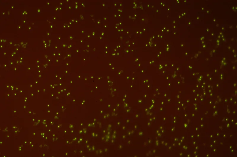 glowing dots indicate viruses