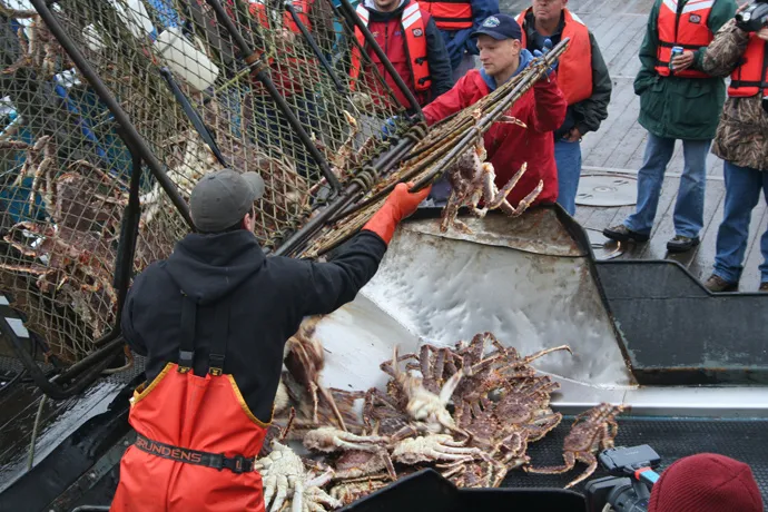 Alaskan king crab fisheries are on the rebound after years of unsustainable exploitation. New regulations mean that immediately after a haul is brought on board, the crabs are sorted and all females and under-sized crabs are released.