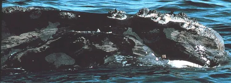 A white scar on Phoenix’s lip (at right) was caused by her entanglement with a fishing line.