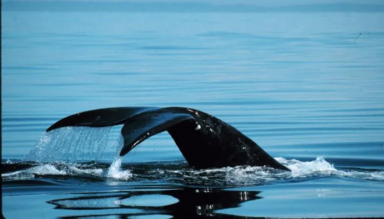 The North Atlantic right whale, Phoenix, lifts her tail up out of the water. 