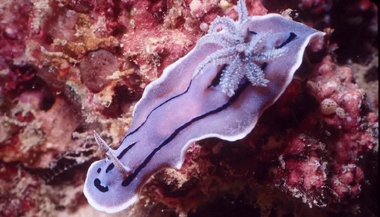 Photograph from above of a lavender-colored sea-slug with deep purple markings, swimming above a pink and orange surface.