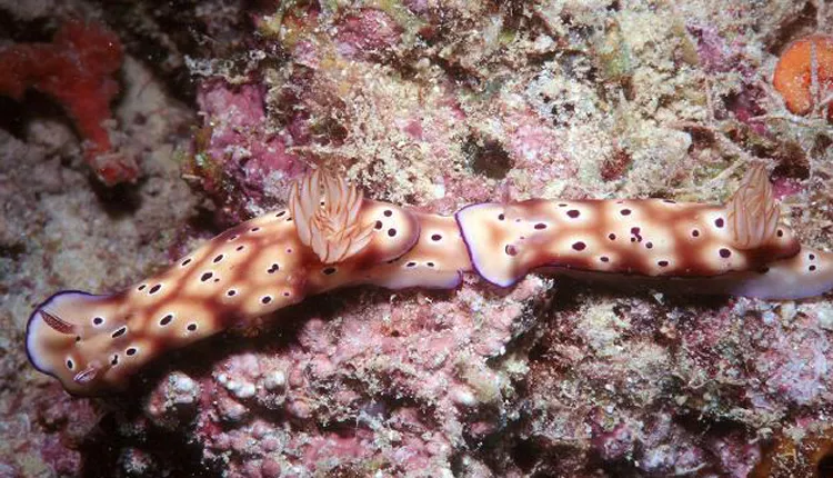 Leopard Sea Slugs Crawl Together on Colorful Coral
