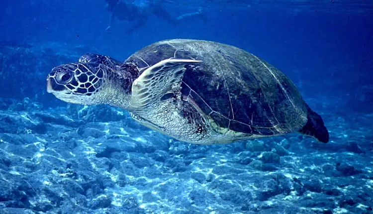 Sea Turtle