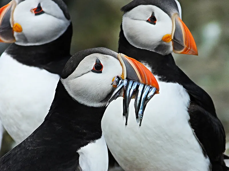 An Atlantic puffin with small fish in its beak.