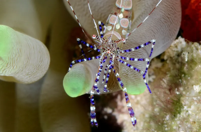 A purple, white and black spotted cleaner shrimp sits on an anemone.