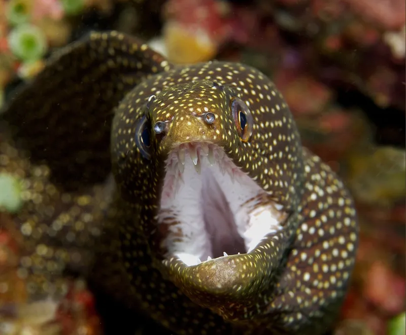 This is one of about 200 species of moray eels that live in tropical and subtropical coral reefs.