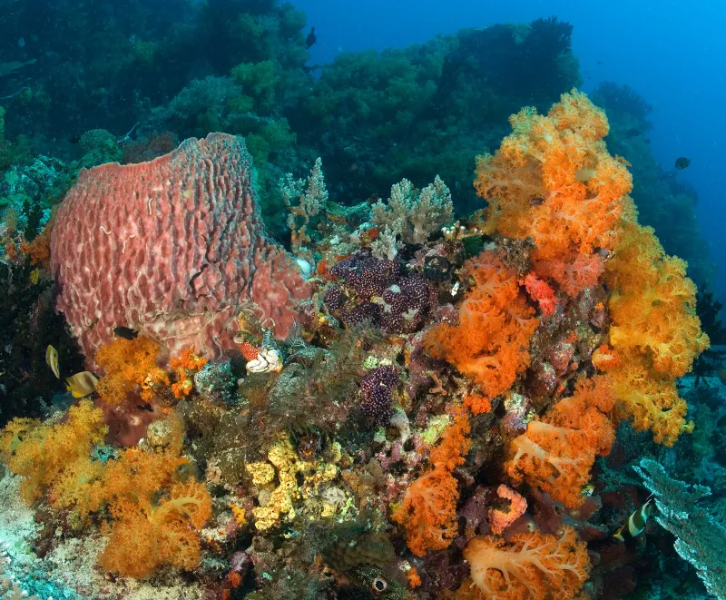 Corals, sponges, and algae are the major components of most coral reef communities as shown in this picture.