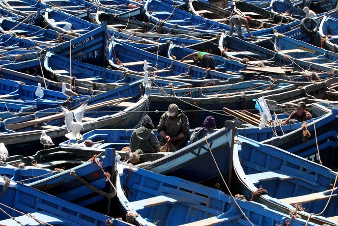 Fleet or Fishing Boats in Port in Morroco