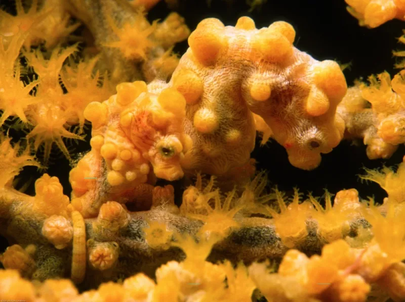 It's a pygmy seahorse (Hippocampus bargibanti), found in Indonesia's biodiverse Coral Triangle and one of the smallest seahorse species in the world! They can change colors like a chameleon to blend into their environment. This helps to protect them from p