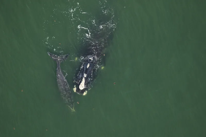Aerial view of a North Atlantic right whale mother and calf.