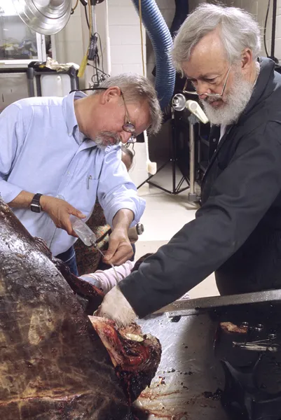 Charles Potter (left) and Dr. James Mead of the Smithsonian perform a post-mortem examination on a goose-beaked whale specimen.