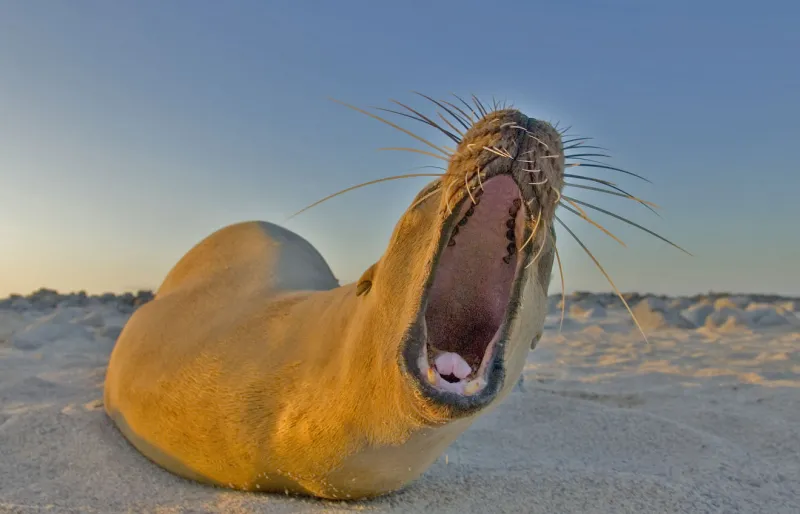 Close-up photograph looking into the gaping mouth of a golden brown sea lion, lying on the sand.