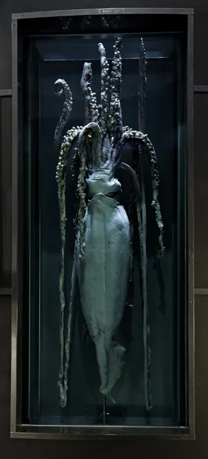 This male giant squid is on display at the Smithsonian’s National Museum of Natural History.