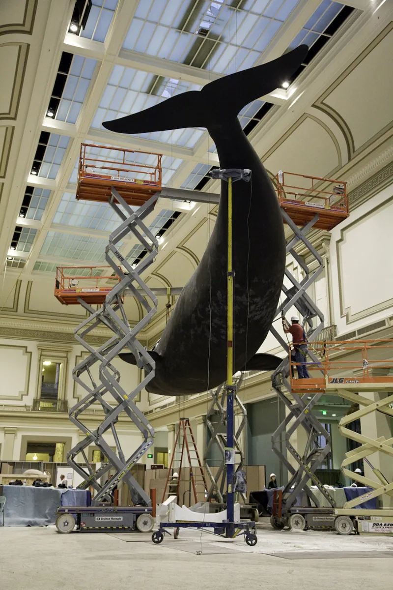 A crew works on creating a life-size, meticulously detailed model of the North Atlantic right whale Phoenix