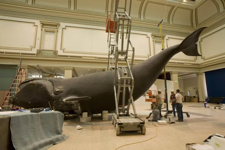 Workers prepare to hoist the model of Phoenix, a North Atlantic Right Whale, into position above the exhibit hall floor in the Smithsonian National Museum of Natural History in Washington, DC.