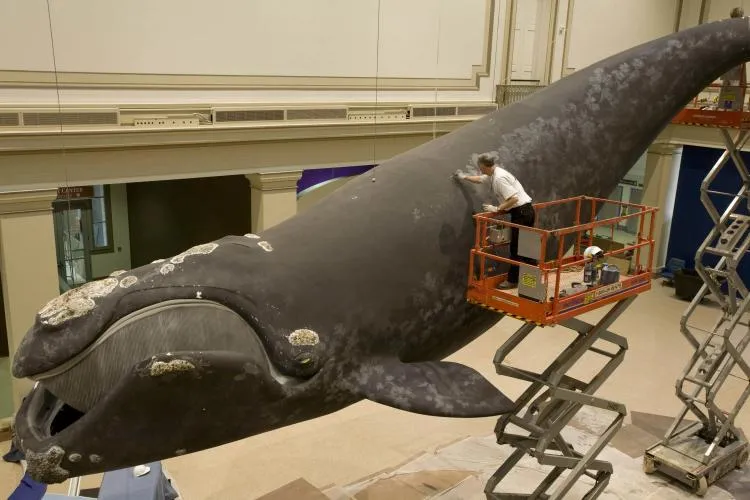A painter sponges grey spots on the model whale