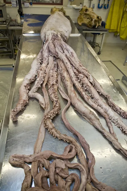 Female Giant Squid A female giant squid being prepared for display.