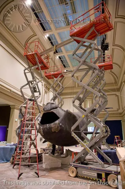 Scaffolding and supports support a life-size model of a right whale in the national Museum of Natural History.