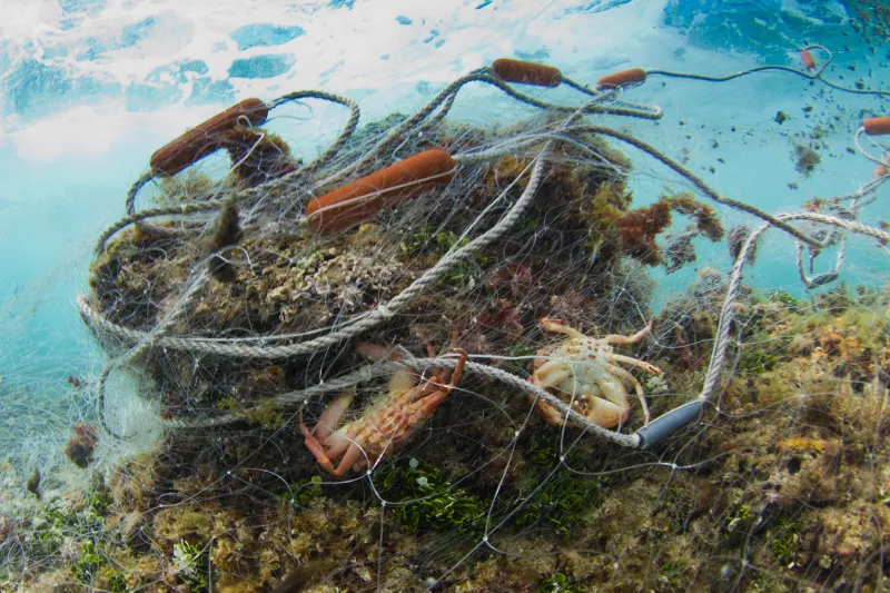 About a 300 foot long gill net found abandoned on a shallow reef in the surf zone on Oahu, Hawaii. The net had trapped parrotfish, wrasses, goatfish, surgeonfish, coral crabs, spiny lobsters, slipper lobsters and other fish that had decayed beyond identifi