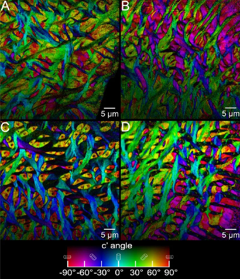 Bundles of crystals form a woven pattern in parrotfish teeth. 