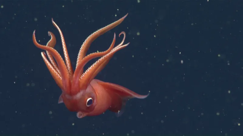 a squid