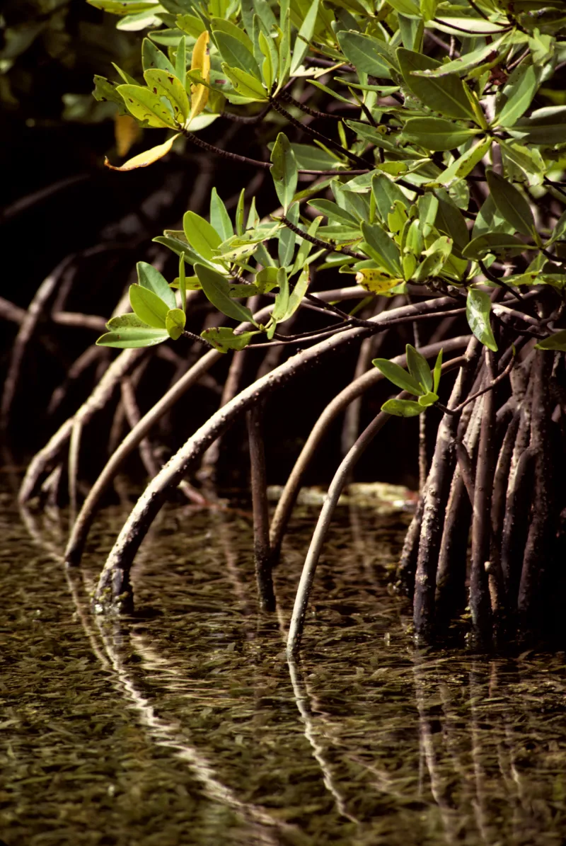 Arching mangrove roots help keep trunks upright in soft sediments at water’s edge.