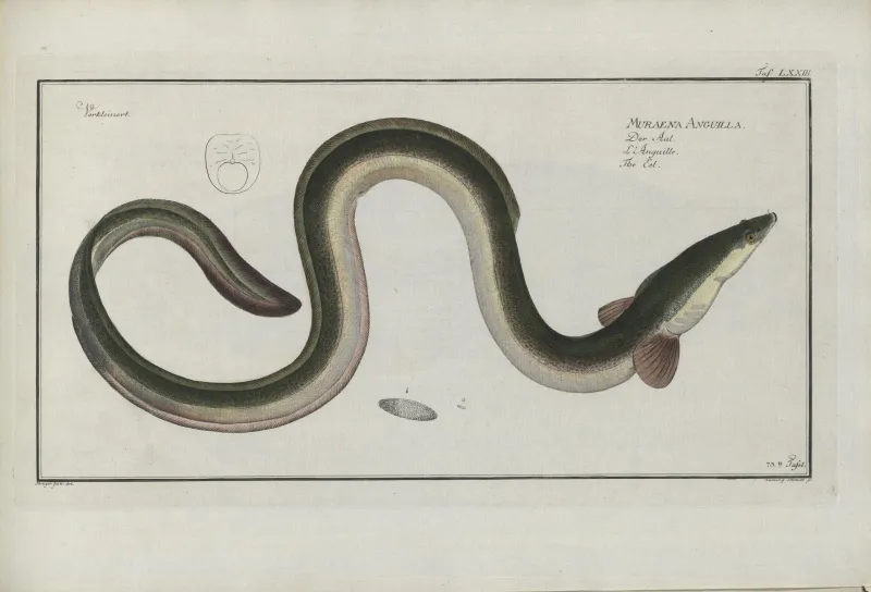 an old illustration of an eel