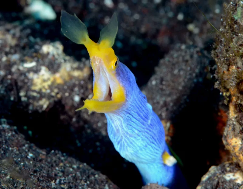 A blue and yellow colored blue-ribbon eel.
