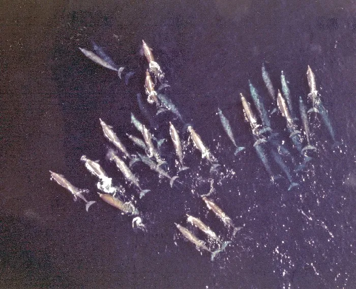 A pod of Baird's beaked whales in the eastern North Pacific. 