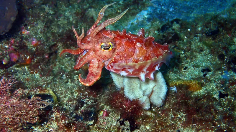 Reaper Cuttlefish A Red Reaper Cuttlefish