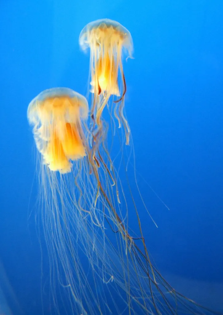 Two of the worlds largest jellyfish, the lions mane jellyfish, float together.