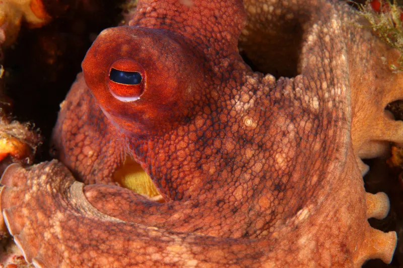 Octopus, squid, cuttlefish, and nautilus all have differently shaped pupils— an octopus has a rectangular pupil.